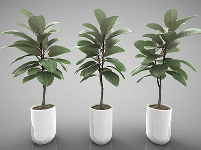 Three Lush Potted Plants Featuring Green Leaves In White Ceramic Pots 3d model