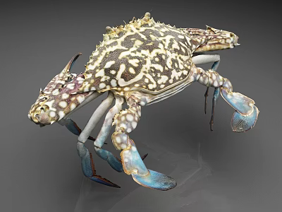 Colorful Spotted Crab With Blue Claws And Unique Pattern On Gray Background 3d model