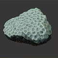 Blue Coral Animal With Honeycomb Like Holes And Red Base Structure