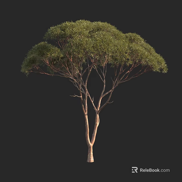 Tall Arbor With Lush Green Foliage And Slender Trunk On Black Background 3d model 