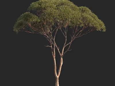Tall Arbor With Lush Green Foliage And Slender Trunk On Black Background 3d model