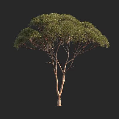 Tall Arbor With Lush Green Foliage And Slender Trunk On Black Background 3d model
