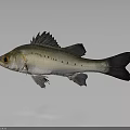 Silver Fish With Black Spots Dark Fins And Tail On Gray Background With Reflection 3d model