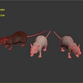 Three Brown White and Pink Rats Standing on Reflective Surface Against Dark Background