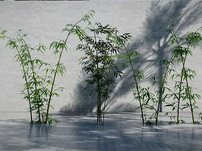 Bamboo Plants in Modern Indoor Setting With White Wall Gray Floor and Shadows 3d model