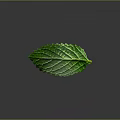 Fresh Green Plant Leaf With Visible Veins And Vibrant Texture Against Dark Gray Background