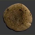 Fresh Wild Mushroom with Brown Spotted Cap White Stem and Soil Base