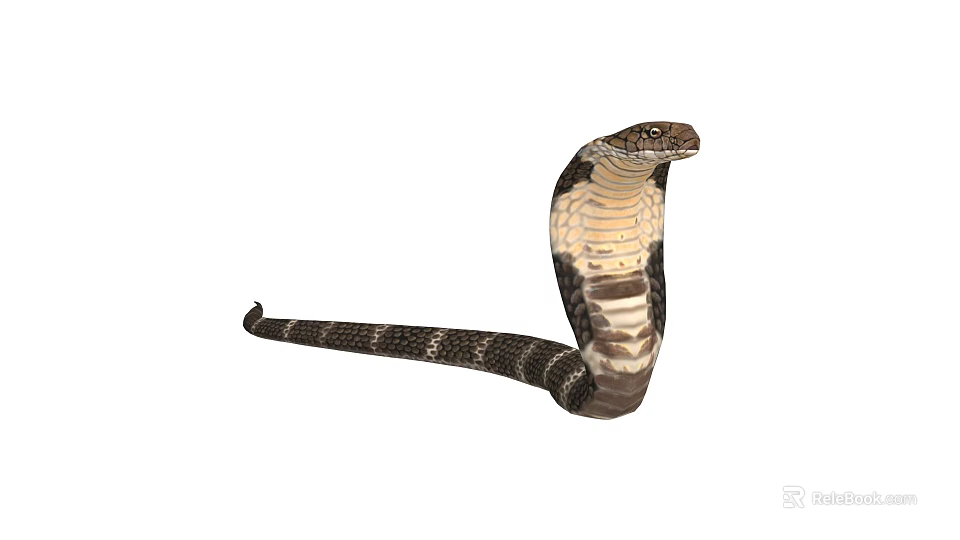 Hooded Neck Cobra Reptile With Scaled Body In Alert Striking Pose 3d model 