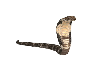 Hooded Neck Cobra Reptile With Scaled Body In Alert Striking Pose 3d model