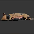 Brown And Black Spotted Pig Lying Relaxed On Muddy Ground Surface 3d model