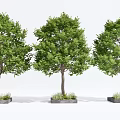Three Arbor Trees With Lush Green Foliage And Square Planting Boxes 3d model