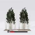 Bamboo Clusters with Slender Stems and Green Foliage on Gravel Base