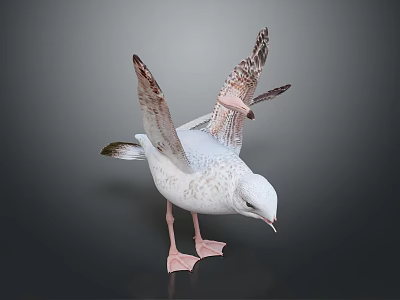 Seagull With White Feathers Spread Wings Detailed Plumage And Pink Feet Standing 3d model