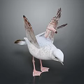 Seagull With White Feathers Spread Wings Detailed Plumage And Pink Feet Standing