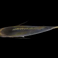 Silver Marine Fish With Yellow Tail And Spiny Dorsal Fin On Black Background