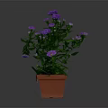 Potted Plant With Purple Flowers And Green Leaves In Brown Pot