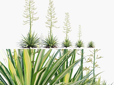 Agave Plants With Green Yellow Striped Leaves And Flower Stalks In Various Heights For Garden 3d model
