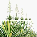 Agave Plants With Green Yellow Striped Leaves And Flower Stalks In Various Heights For Garden