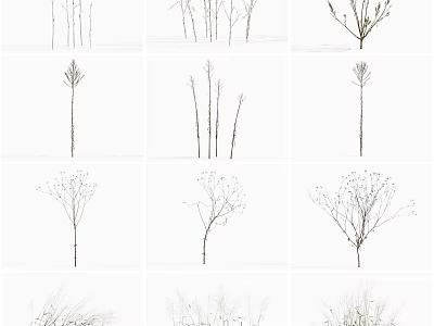 Various Dried Flower Stems And Branches For Natural Decorative Design 3d model