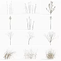 Various Dried Flower Stems And Branches For Natural Decorative Design