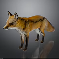 Orange Fox With Pointed Ears And Busky Tail Standing Against Dark Background With Reflection