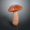 Fresh Wild Mushroom Plant with Brown Cap and Textured White Stem