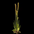 Plant With Long Green Leaves Slender Stems Spike Like Inflorescences On Top Roots With Soil
