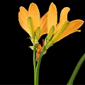 Vibrant Yellow Flowers With Green Leaves On Black Background Arrangement