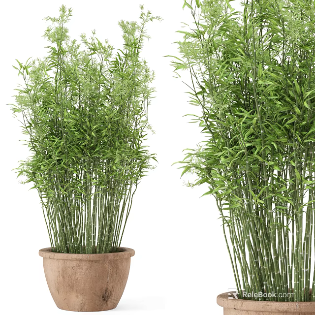 Lush Green Bamboo Bonsai Potted Plant With Slender Stems And Terracotta Pot 3d model 
