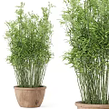 Lush Green Bamboo Bonsai Potted Plant With Slender Stems And Terracotta Pot