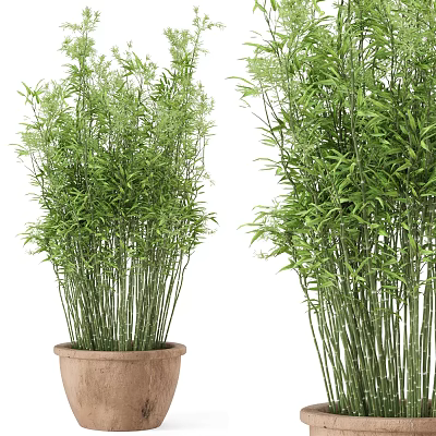 Lush Green Bamboo Bonsai Potted Plant With Slender Stems And Terracotta Pot 3d model