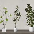 Bonsai Potted Plants With Green Foliage In White Pots On Wooden Floor