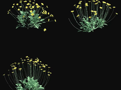 Beautiful Yellow Flowers with Green Leaves and Slender Stems Growing on Black Background 3d model