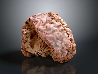 Human Brain Anatomical Model Displaying Detailed Cortex Folds And Structure 3d model