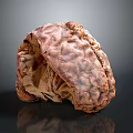 Human Brain Anatomical Model Displaying Detailed Cortex Folds And Structure