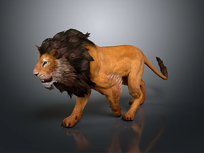 Realistic 3D Lion Model With Dark Mane Brown Body Walking On Grey Background 3d model