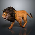 Realistic 3D Lion Model With Dark Mane Brown Body Walking On Grey Background