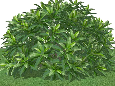 Lush Green Bush with Broad Vibrant Leaves Growing on Fresh Grass 3d model