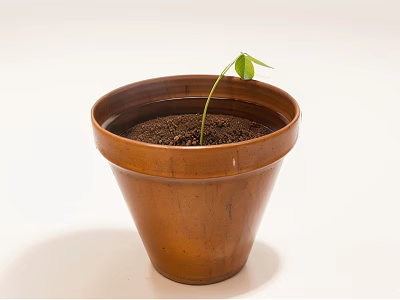 Bonsai Potted Plant in Terracotta Pot with Small Green Leaves and Fresh Soil 3d model