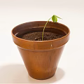 Bonsai Potted Plant in Terracotta Pot with Small Green Leaves and Fresh Soil