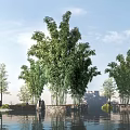 Bamboo Plants In Natural Waterfront Landscape With Green Foliage And Calm Water Reflection