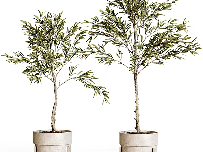 Bonsai Potted Plants With Slender Trunks And Lush Green Leaves In Gray Pots 3d model