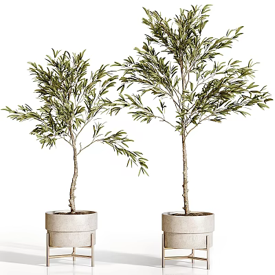 Bonsai Potted Plants With Slender Trunks And Lush Green Leaves In Gray Pots 3d model