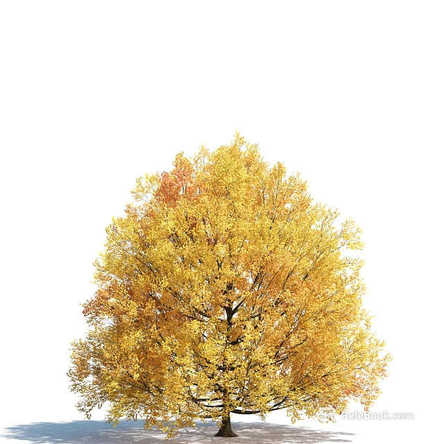 Tall Arbor Tree With Golden Yellow Autumn Leaves And Lush Dense Foliage 3d model 