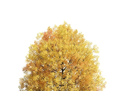 Tall Arbor Tree With Golden Yellow Autumn Leaves And Lush Dense Foliage 3d model