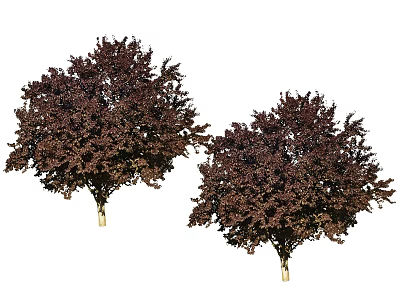 Two Arbor Trees With Dark Red Leaves For Garden Landscape Decoration 3d model