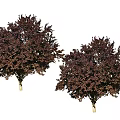 Two Arbor Trees With Dark Red Leaves For Garden Landscape Decoration
