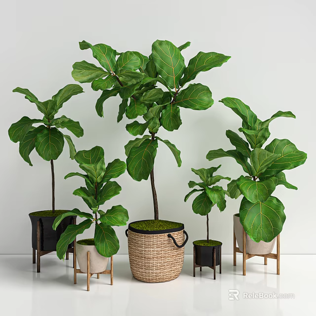 Indoor Fiddle Leaf Fig Potted Plants With Various Sizes And Decorative Woven Pots 3d model 