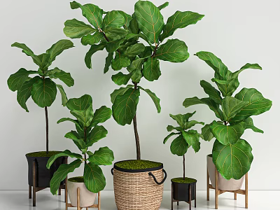 Indoor Fiddle Leaf Fig Potted Plants With Various Sizes And Decorative Woven Pots 3d model