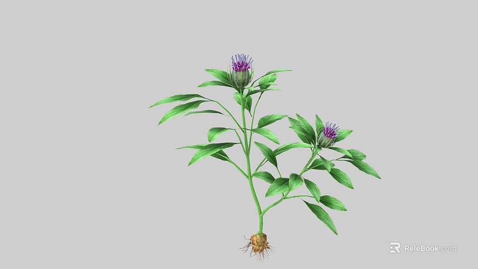 Vibrant Plant With Green Leaves Purple Flowers And Visible Roots 3d model 